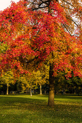 red autumn tree in the park, fall landscape