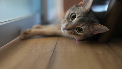 部屋の床で横になる猫