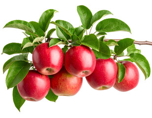 Ripe Red Apples Hanging on Branch Isolated on White Background