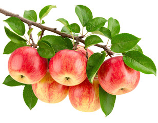 Orchard Fresh Red Apples with Leaves on Stem PNG