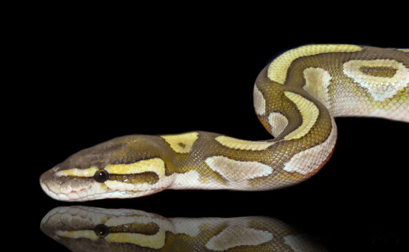 Lesser Ball Python