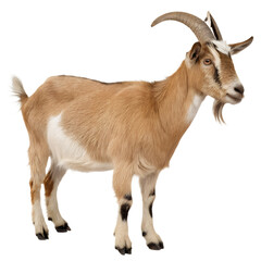 Fototapeta premium A goat standing on a light gray background. The goat has light brown fur with a prominent white patch on its side and chest, extending down its front legs. It has distinctive curved horns.