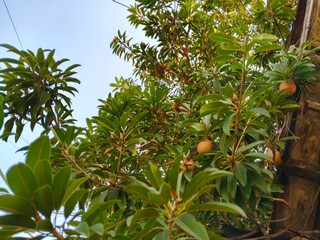 Sapodilla Tree with Ripe Fruits and Green Leaves