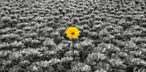 A lone yellow flower stands out amidst a sea of gray flowers in a black and white photograph.