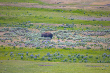 Bison in Yellowstone National Park