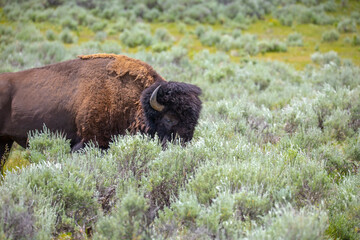 Bison in Yellowstone National Park