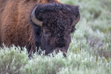 Bison in Yellowstone National Park