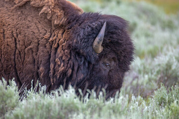 Bison in Yellowstone National Park