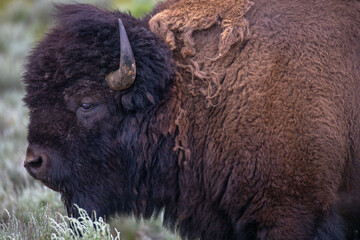 Bison in Yellowstone National Park