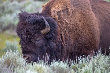 Bison in Yellowstone National Park