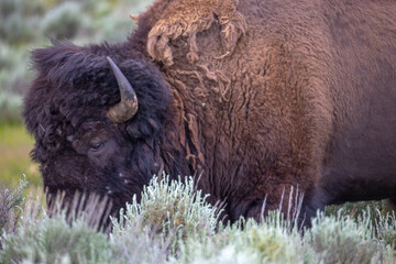 Bison in Yellowstone National Park