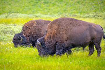Bison in Yellowstone National Park