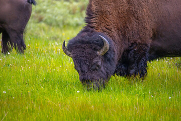 Bison in Yellowstone National Park