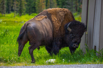 Bison in Yellowstone National Park