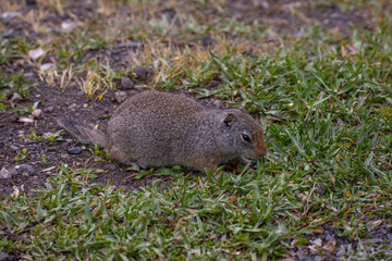 Ground squirrel in Grand Teton National Park