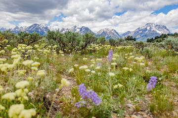 Wildflower views in Grand Teton