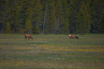 Elk in Yellowstone National Park