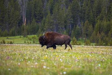 Bison in Yellowstone National Park