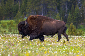 Bison in Yellowstone National Park