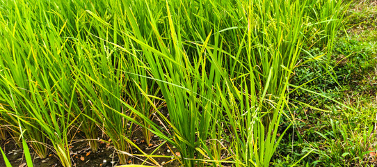 green rice field