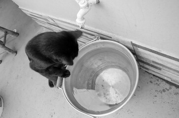 Black cat drinking water