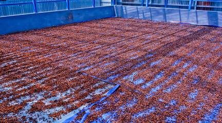 View of the traditional coffee bean drying process, Kerinci, Jambi