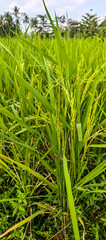 Obraz premium green rice field