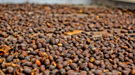 View of the traditional coffee bean drying process, Kerinci, Jambi