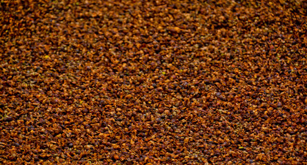 View of the traditional coffee bean drying process, Kerinci, Jambi