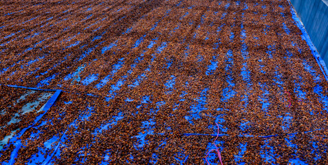 View of the traditional coffee bean drying process, Kerinci, Jambi