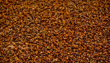 View of the traditional coffee bean drying process, Kerinci, Jambi