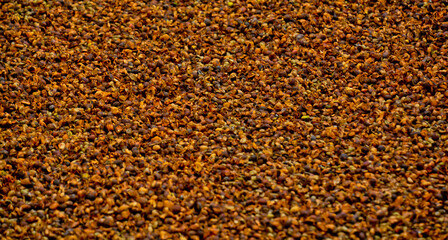 View of the traditional coffee bean drying process, Kerinci, Jambi