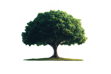 Giant tree with lush green leaves and sturdy trunk stands isolated on grassy area, symbolizing nature beauty and resilience