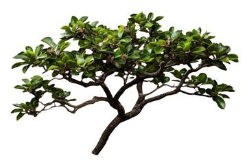 Fototapeta premium Large green tree with vibrant leaves and intricate branches showcases beauty of nature. This stunning tree adds touch of tranquility and elegance to any environment