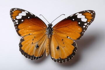 Obraz premium Butterfly with orange black and white patterned wings spread on a white surface