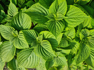 This is a close-up of a perilla leaf.