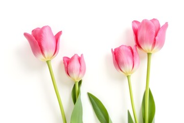Fototapeta premium Pink tulips isolated on white for two sides. Flat lay, top view. 3d rendering.