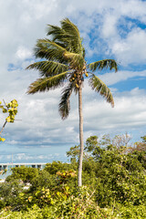 Obraz premium palm tree on the beach