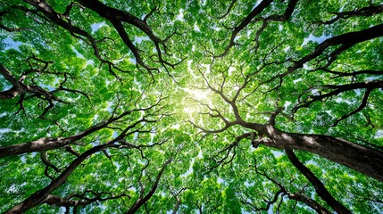 Tree Canopy with Green Leaves and Sunlight