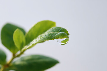 single drop of water rests delicately on fresh green leaf glistening under sunlight
