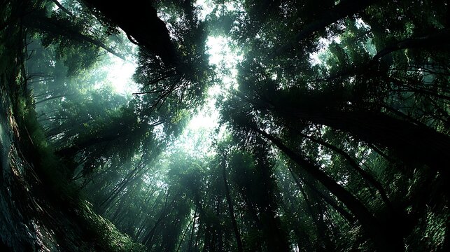 Forest Canopy View Tall Trees Sunlight