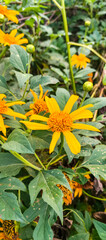 yellow flower in the garden