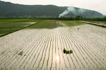 A rice field after transplanting rice seedlings.