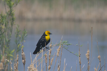 Yellow winged black bird