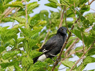 Pied Currawong (Strepera graculina) perched in a tree hiding behind dense green leaf foliage