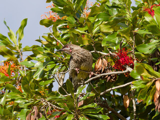 Red Wattlebird (Anthochaera carunculata) perched in a firewheel tree (Stenocarpus sinuatus)