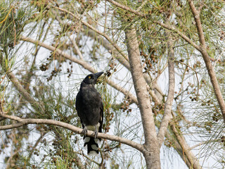 Pied Currawong (Strepera graculina) perched in a she-oak tree.