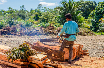 Lumberjack Cutting Large Tree Trunk with Chainsaw in Deforestation Area. A lumberjack is cutting massive tree trunks with a chainsaw, surrounded by sawdust, cut timber, cleared land, logging activity.