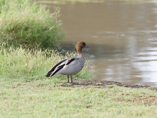 Male Australian wood duck, maned duck or maned goose (Chenonetta jubata) standing on grass looking over lagoon.