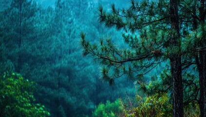 Fototapeta premium Atmospheric evergreen forest view; close tree in focus, distant trees blurred in misty green hues